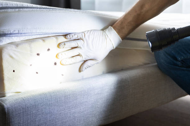 Best Pest Control for Businesses  in Paradise Valley, AZ