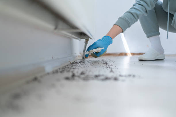 Best Affordable Pest Control Services  in Paradise Valley, AZ